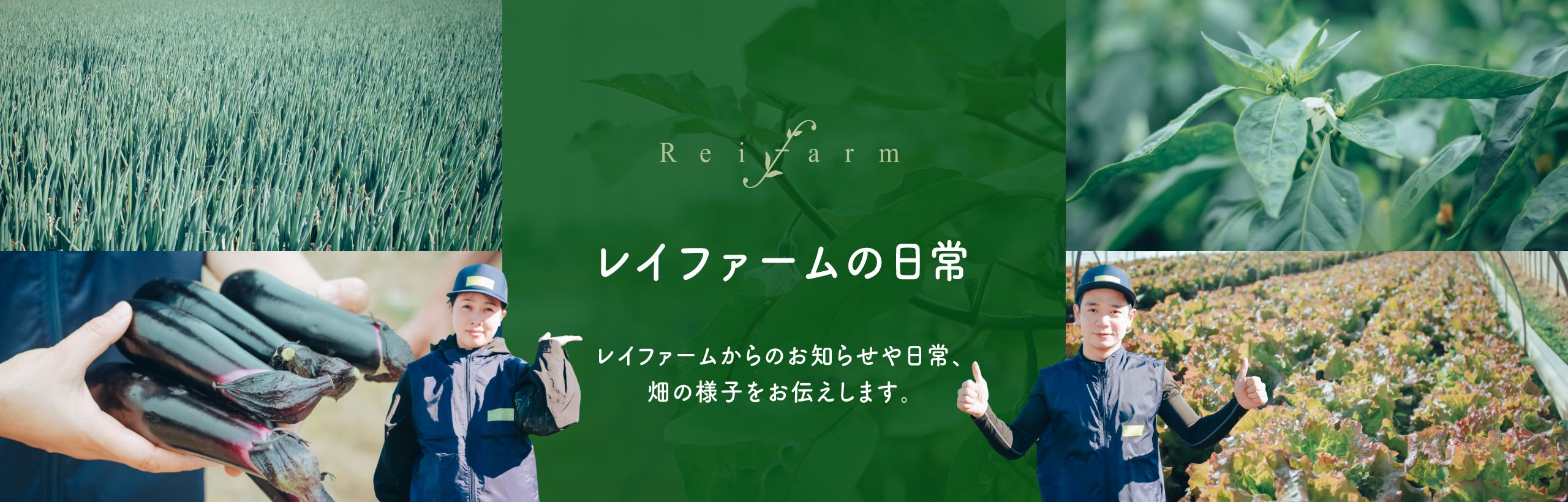 レイファームの日常